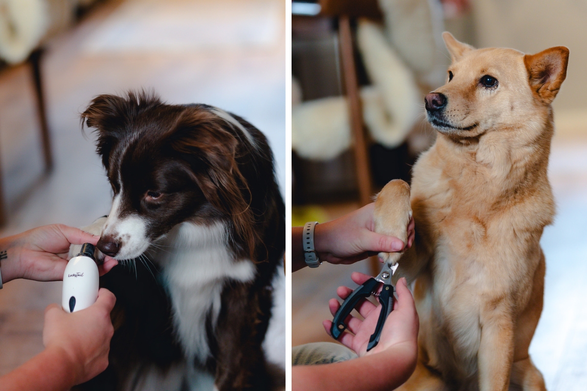 Coupe-ongles pour chiens