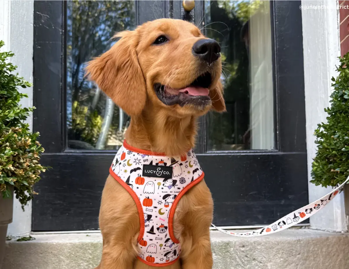 leash on dog example